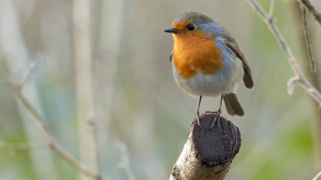 英国研究：聆听鸟儿叫声有助心理健康