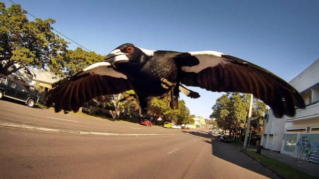 晨光|纸上风云：澳洲喜鹊攻击人类 酿数起死亡事故