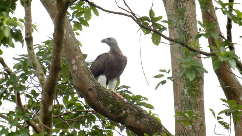 eAGLE 1.2.1