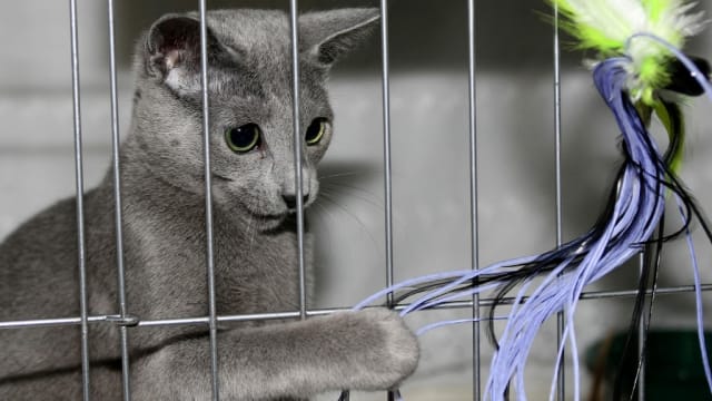 俄罗斯猫也被“制裁”！爱猫组织：禁进口俄猫