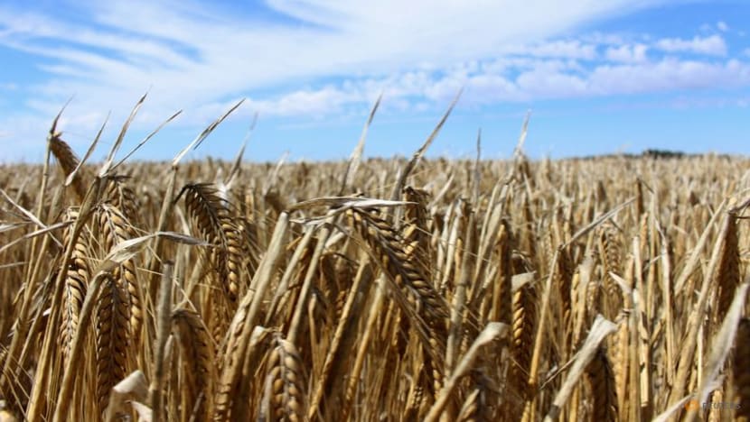 Australia's largest grain exporter to resume China barley trade Australia's largest grain exporter to resume China barley trade