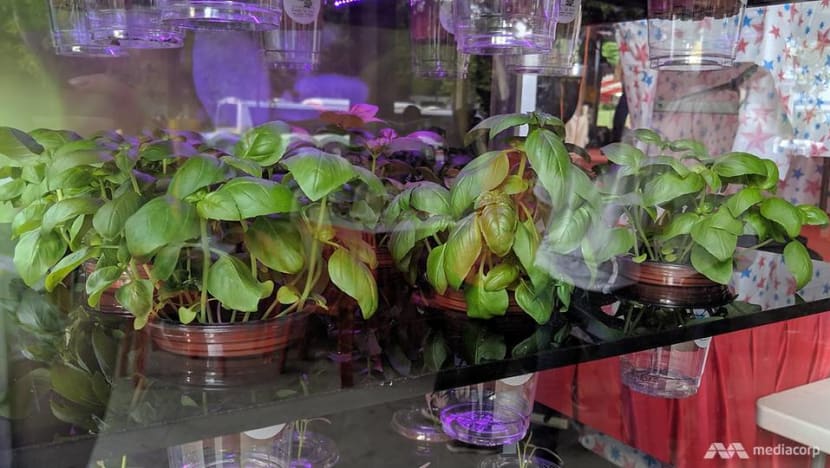 ‘Seeds of Love’ urban farming project to promote active ageing ‘Seeds of Love’ urban farming project to promote active ageing