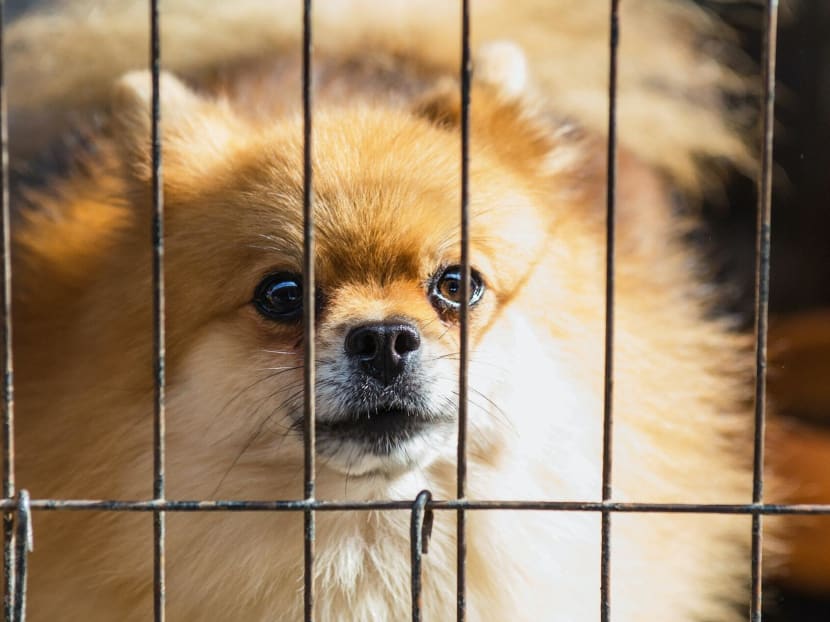 New licensing conditions for dog breeders and pet boarders are expected to be finalised in the fourth quarter of 2021.