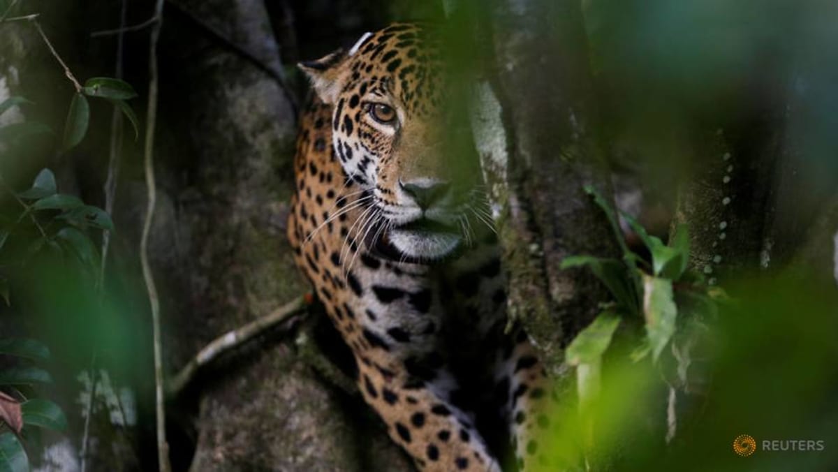 Sejumlah kelompok menyerukan pelepasliaran kembali jaguar di wilayah barat daya AS