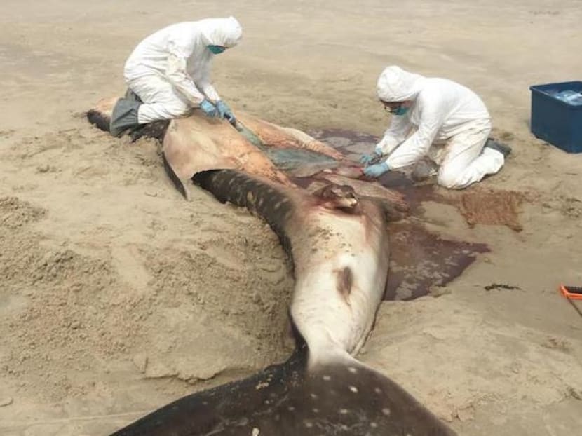 The 4.61m male whale shark carcass was found by a teacher when jogging along the beach.