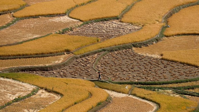 India's rice curbs to lift prices, stoke food inflation worries India's rice curbs to lift prices, stoke food inflation worries