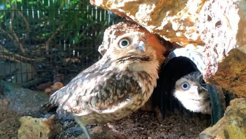 Jurong Bird Park's conservation breeding efforts soar with more than 100 new hatchlings Jurong Bird Park's conservation breeding efforts soar with more than 100 new hatchlings