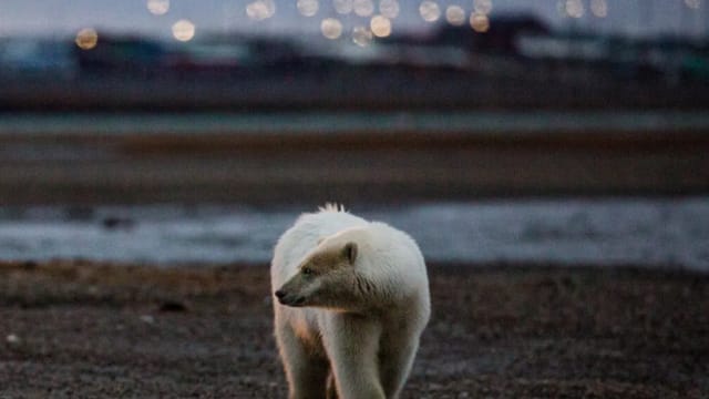 阿拉斯加出现全球首例北极熊禽流感死亡案例