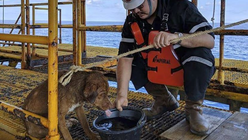 Anjing berenang 220 kilometer ke pelantar minyak