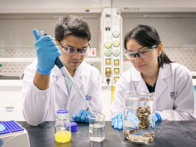Nanoplastics can accumulate in marine life and threaten human health: NUS study Nanoplastics can accumulate in marine life and threaten human health: NUS study