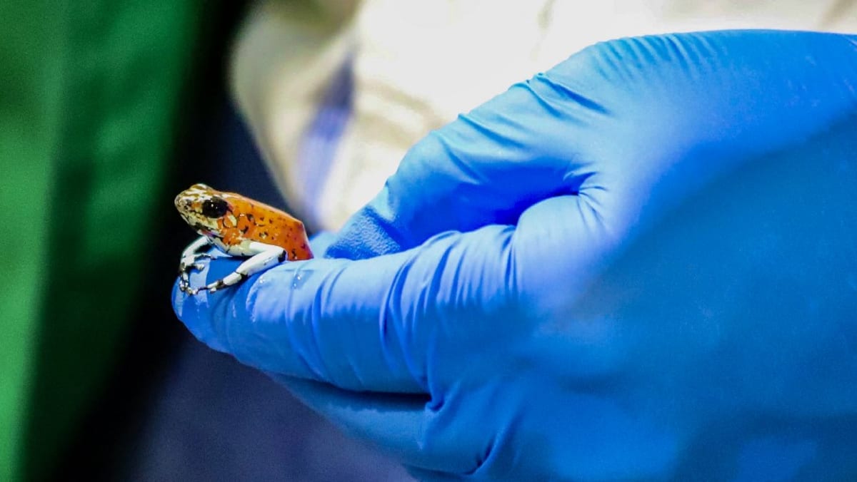 130 poisonous frogs seized at Bogota airport - CNA