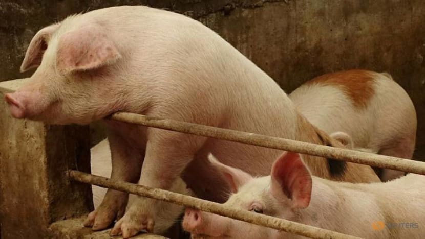 Canada reports rare strain of swine flu found in a human Canada reports rare strain of swine flu found in a human