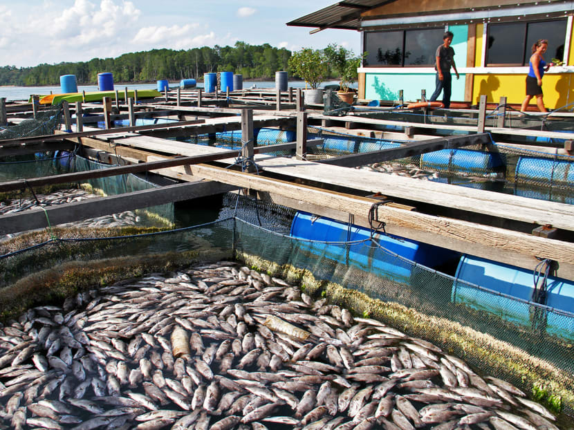 The fishes at Mr Phillip Lim's, 53, fish farm at the Pasir Ris eastern fish farms have been completely wiped out in the recent algae boom. Photo: Robin Choo