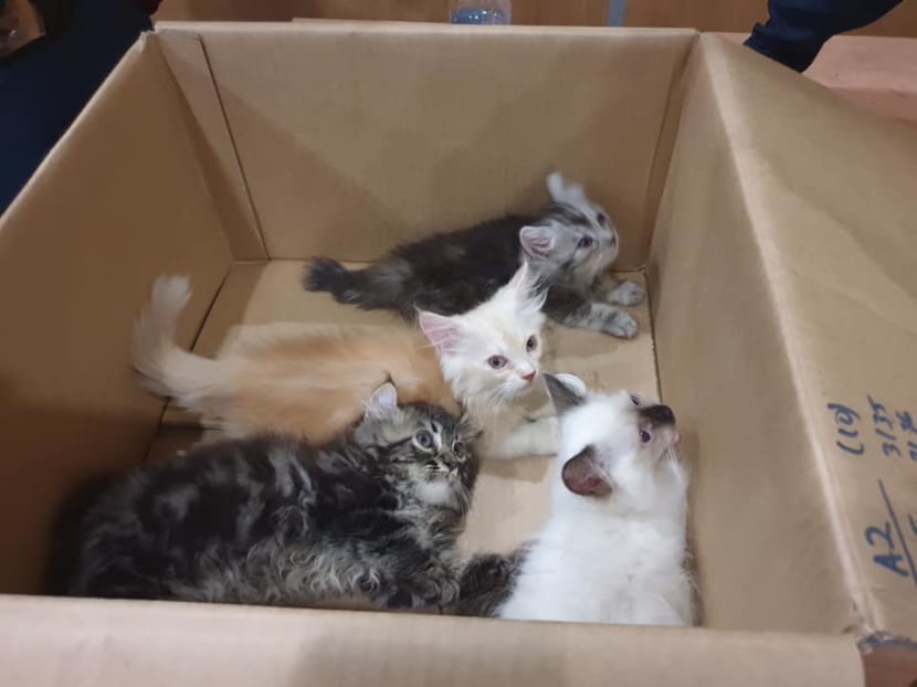 The kittens after the ICA had confiscated them at Tuas Checkpoint. The kittens after the ICA had confiscated them at Tuas Checkpoint.