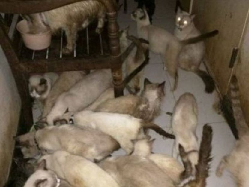 In one case, 94 cats, mostly Siamese, were kept in cramped conditions in a two-room flat in Fernvale Link. According to a Facebook page, Saving the Siameses, the animals were allegedly kept by a backyard breeder who could no longer care for them. Photo: Saving the Siameses Facebook page