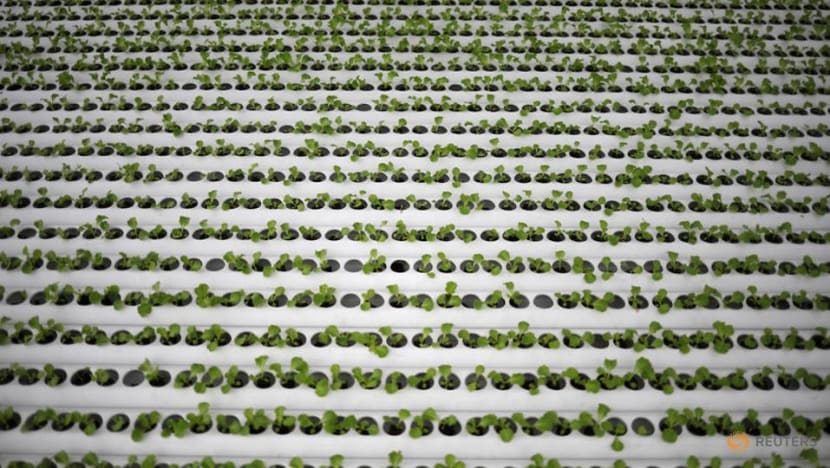 Tenders awarded for 9 rooftop farming sites at HDB multi-storey car parks Tenders awarded for 9 rooftop farming sites at HDB multi-storey car parks