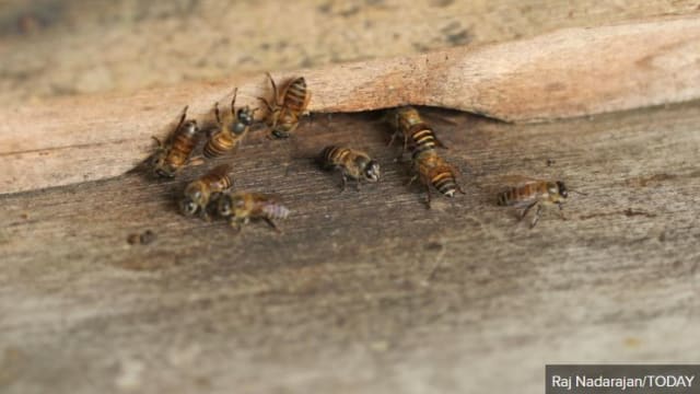 养蜂人请愿立法保护蜜蜂 有人指建议不实际