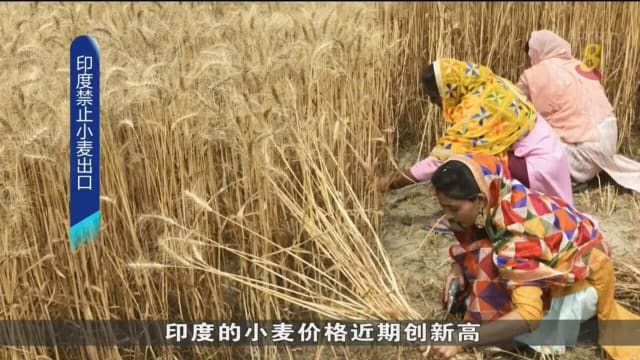 印度小麦产量大跌 政府禁止小麦出口