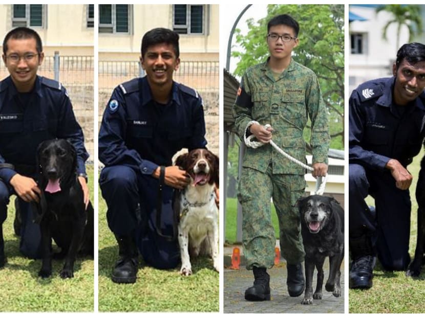 Sniffer dogs with their handlers. Photo: MHA, MND and Mindef