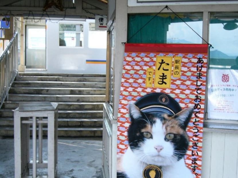 Gallery Japan mourns passing of Tama, the cat station master TODAY