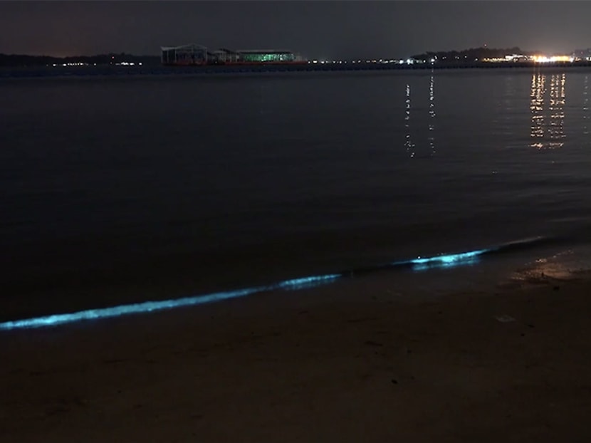 A line of blue waves brushing the shores of Pasir Ris beach, captured by undergraduate Eric Teo. A line of blue waves brushing the shores of Pasir Ris beach, captured by undergraduate Eric Teo.