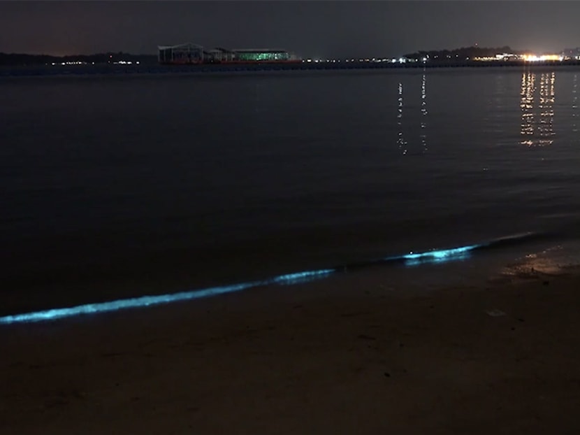 A line of blue waves brushing the shores of Pasir Ris beach, captured by undergraduate Eric Teo.