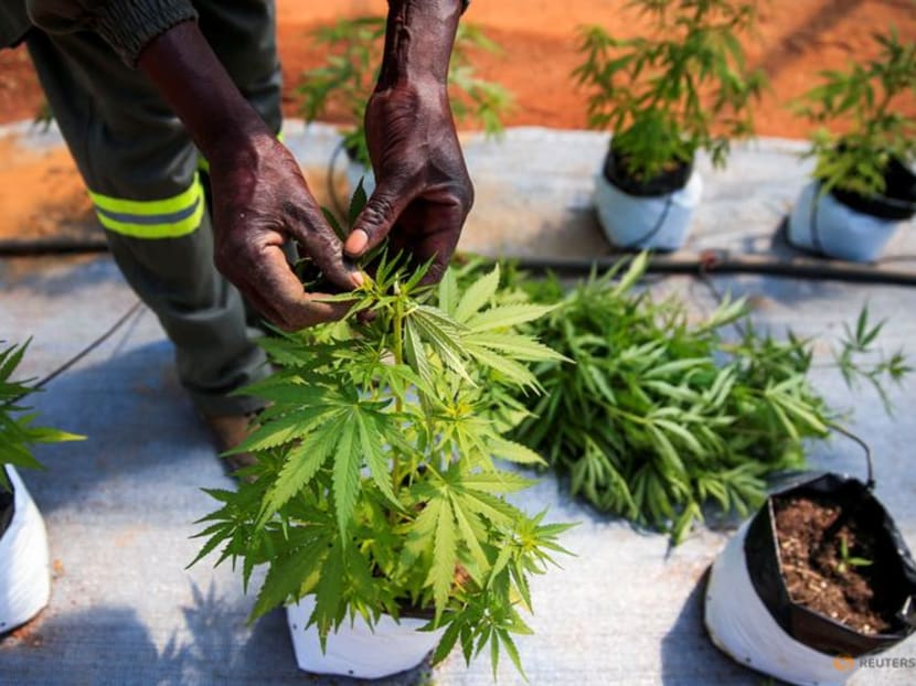 Zimbabwean farmers hope for whiff of cannabis boom Zimbabwean farmers hope for whiff of cannabis boom