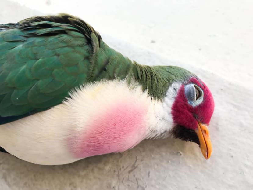 Mr Jacob Tan's post on Facebook last month on a beautiful Jambu Fruit Dove that slammed into the glass window of a school computer laboratory went viral. Mr Jacob Tan's post on Facebook last month on a beautiful Jambu Fruit Dove that slammed into the glass window of a school computer laboratory went viral.