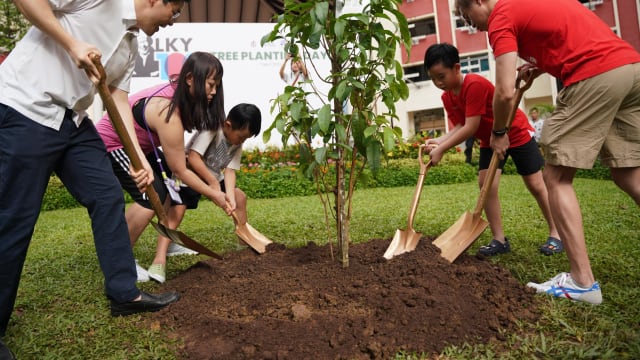 建国总理李光耀百年冥诞 行动党将全岛种植一万棵树