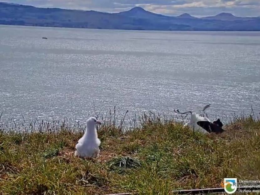 Faceplanting to fame: New Zealand livestream catches albatross in awkward landing