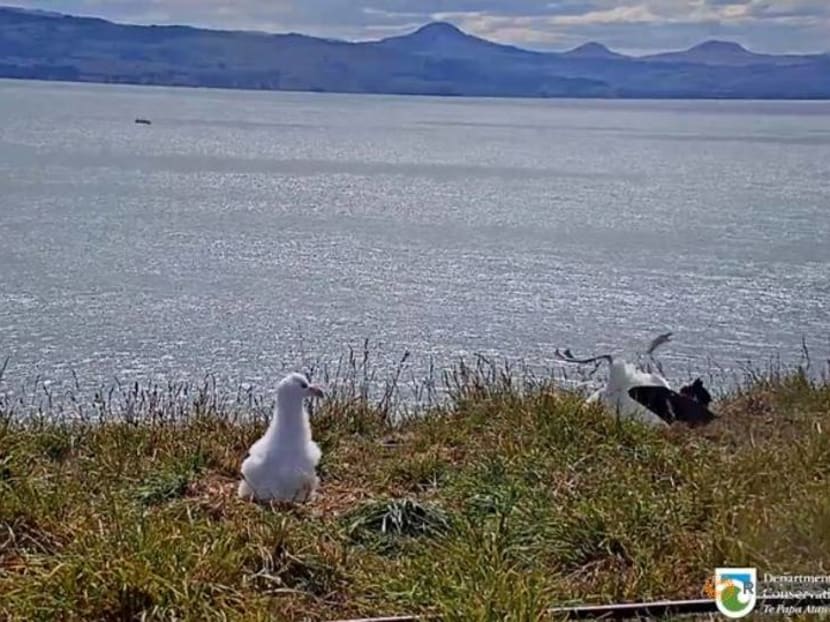 Faceplanting to fame: New Zealand livestream catches albatross in awkward landing Faceplanting to fame: New Zealand livestream catches albatross in awkward landing
