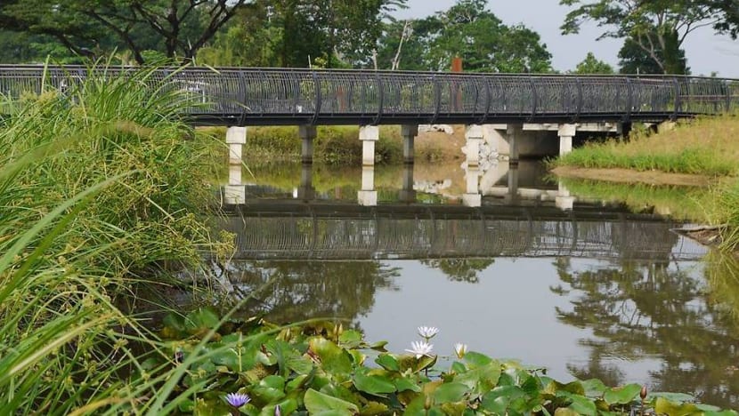 Student gets probation for hitting NParks officer when caught fishing illegally at Sungei Buloh Student gets probation for hitting NParks officer when caught fishing illegally at Sungei Buloh