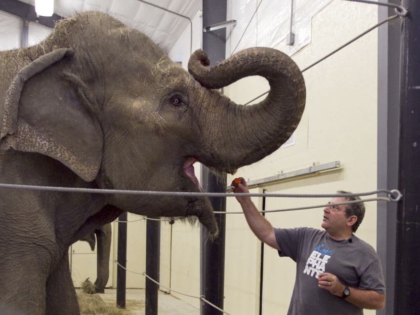 In this file photo, Jim Laurita, executive director of Hope Elephants, feeds a carrot to one of the two retired circus elephants at his not-for-profit rehabilitation and educational facility in Hope, Maine. Photo: AP