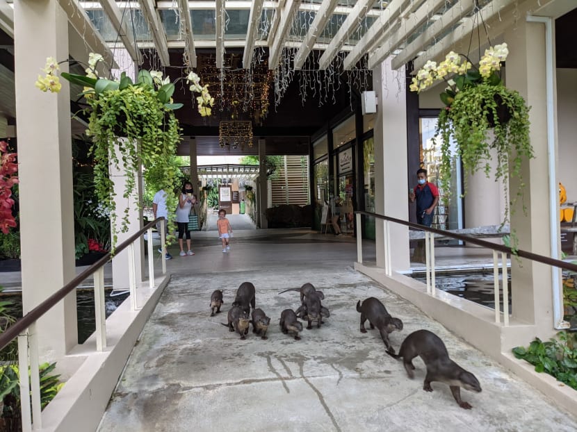 A family of otters seen at the Singapore Botanic Gardens in 2020. Photo courtesy of Ian YH Tan A family of otters seen at the Singapore Botanic Gardens in 2020. Photo courtesy of Ian YH Tan