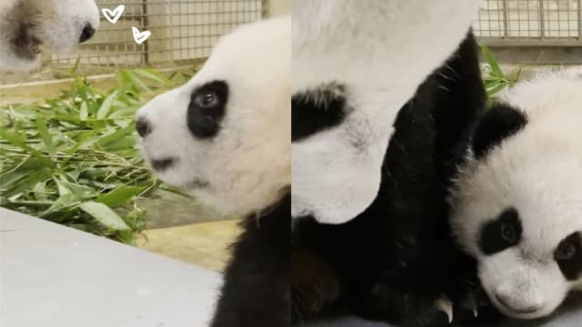 大熊猫叻叻稚嫩目光深情凝望依偎母旁 流露幸福感