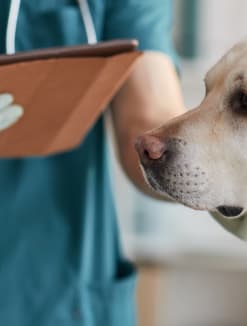 A stock photo of a veterinarian examining a white labrador dog at a clinic. 