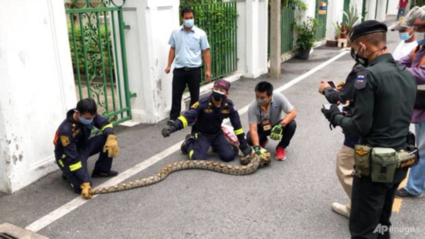 Bangkok's snakes keep catchers busy despite COVID-19 surge