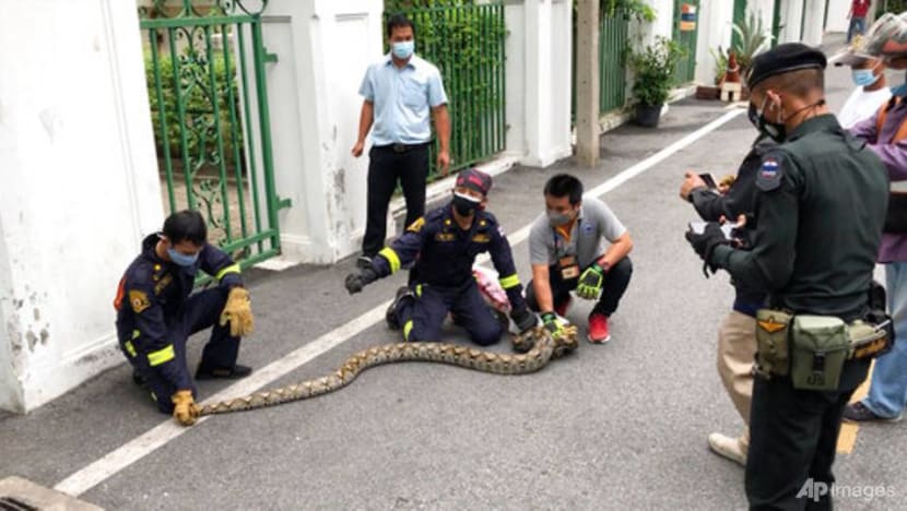 Bangkok's snakes keep catchers busy despite COVID-19 surge Bangkok's snakes keep catchers busy despite COVID-19 surge