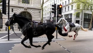 Two runaway army horses in 'serious condition': UK minister