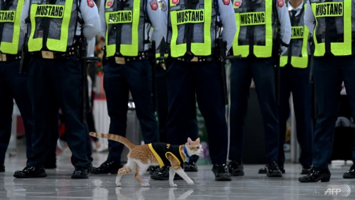 Paw patrol: Philippine security guards adopt stray cats Paw patrol: Philippine security guards adopt stray cats