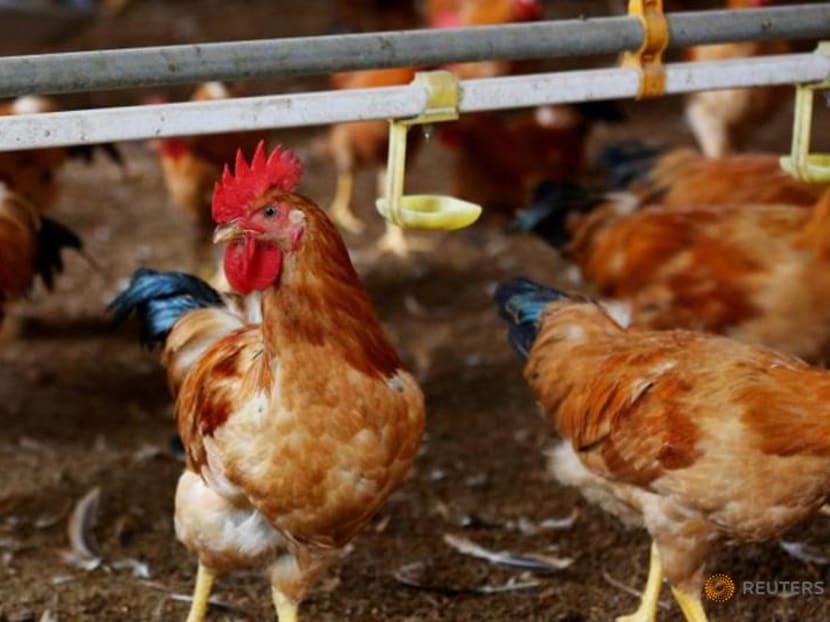 Commentary: Singapore loves eggs but can we make production friendlier for hens?