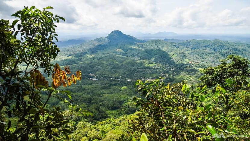 Forests are needed to absorb carbon, but the overheating planet might soon flip a critical switch