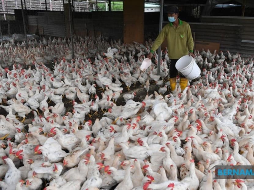 Malaysia’s agriculture ministry to expedite subsidy payments to chicken breeders to ensure domestic supply  