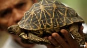 Malaysia rescues a whole bunch of tortoises from 'Ninja Turtle Gang'