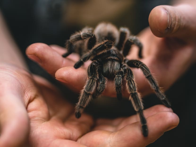 Herman Foo Yong He faces 39 charges under the Wild Animals and Birds Act. He is accused of keeping tarantulas, geckos and a hedgehog in his flat.