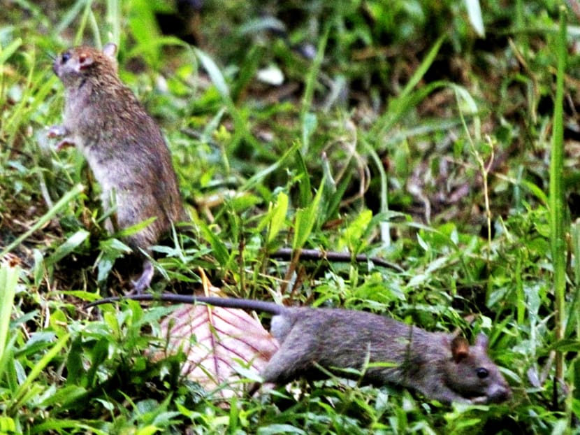 The rat infestation at Bukit Batok  last year. TODAY file photo