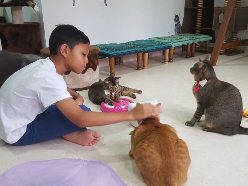 Ahead of closure, The Cat Museum launches campaign to raise S$1m