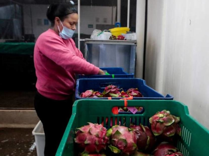A lotus, not a Chinese dragon: PM Modi's home state changes name of fruit A lotus, not a Chinese dragon: PM Modi's home state changes name of fruit