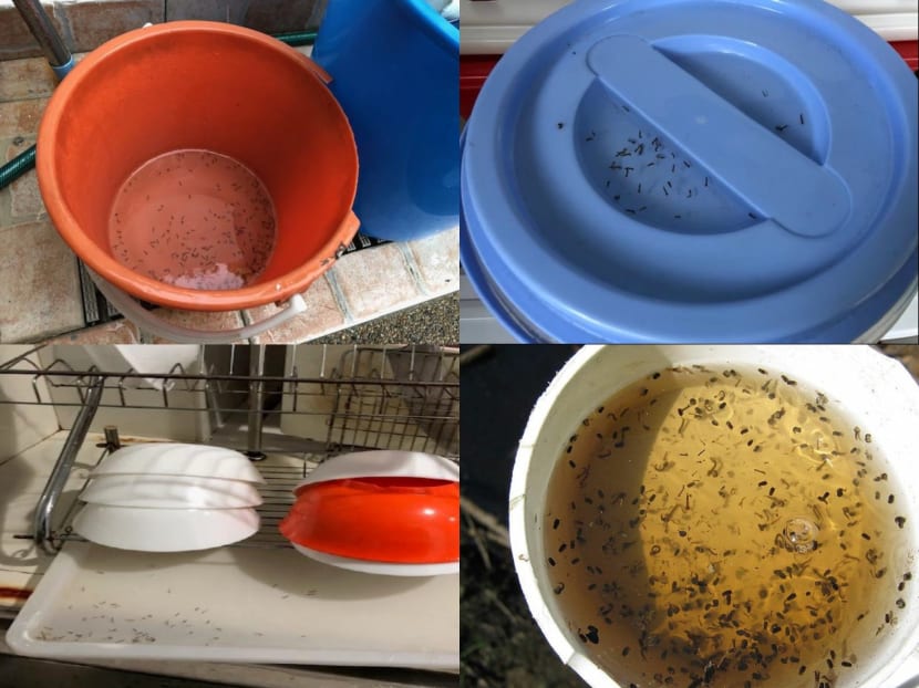 Examples of profuse mosquito breeding that have been detected in homes.