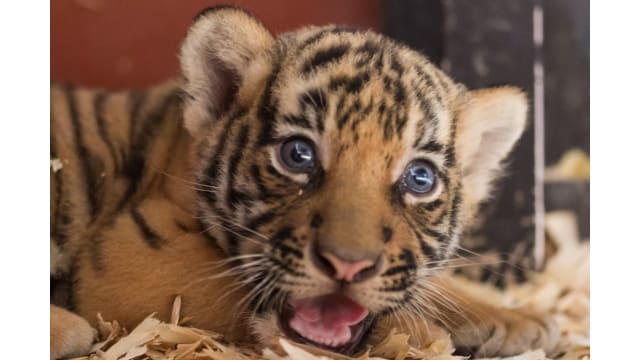 夜间动物园内濒危马来亚虎 23年来首次成功诞下双胞胎